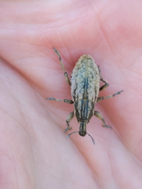 Pseudocleonus cinereus - hamvas barkó