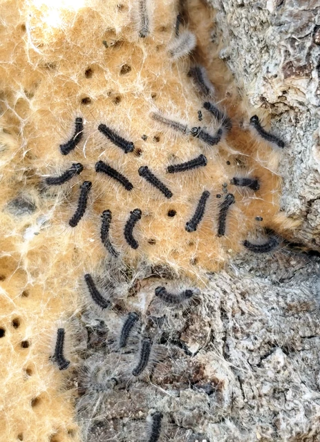 Lymantria dispar - gyapjaslepke