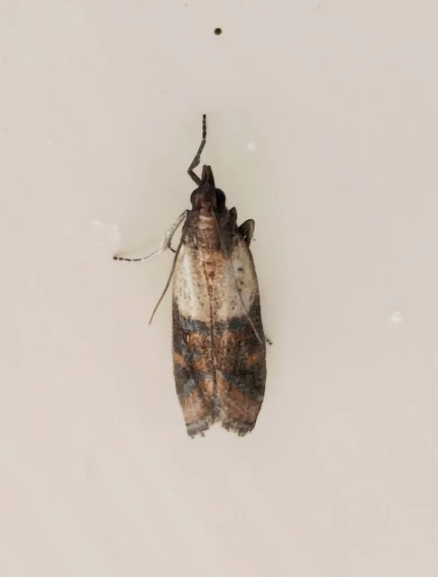 Plodia interpunctella - aszalványmoly