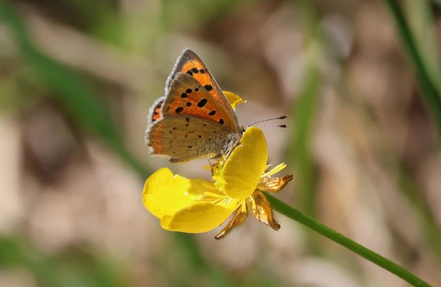 Lycaena phlaeas - közönséges tűzlepke
