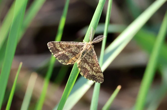 Ematurga atomaria - barna rétiaraszoló