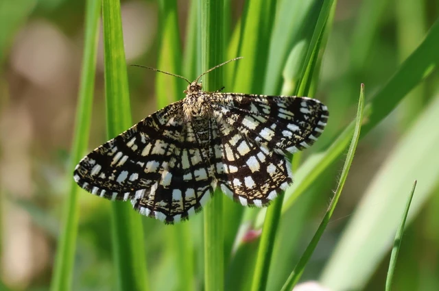 Chiasmia clathrata - rácsos rétiaraszoló