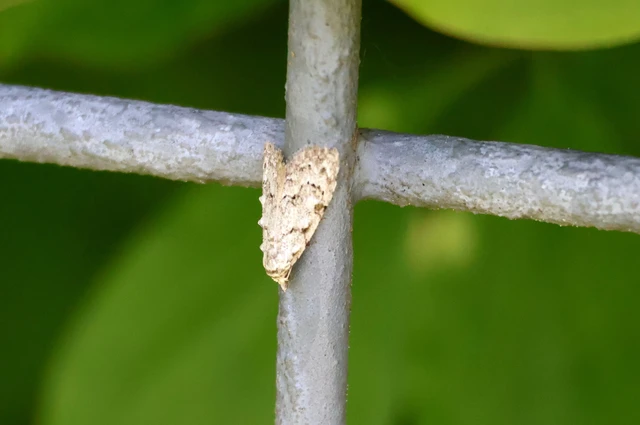 Nola confusalis - apró pamacsosszövő