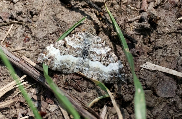 Epirrhoe alternata - galaj-tarkaaraszoló