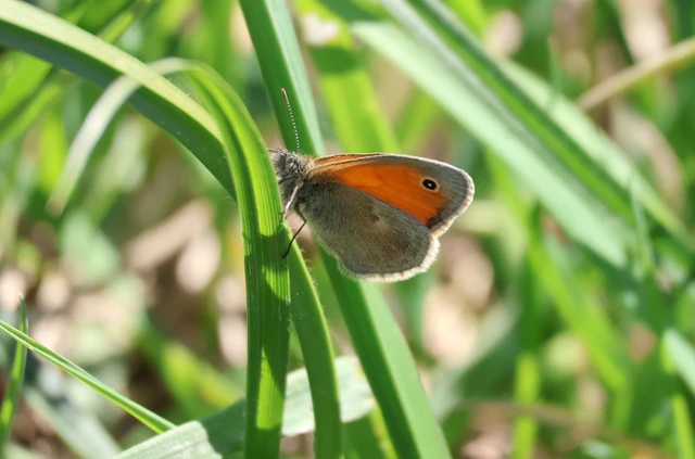 Coenonympha pamphilus - kis szénalepke