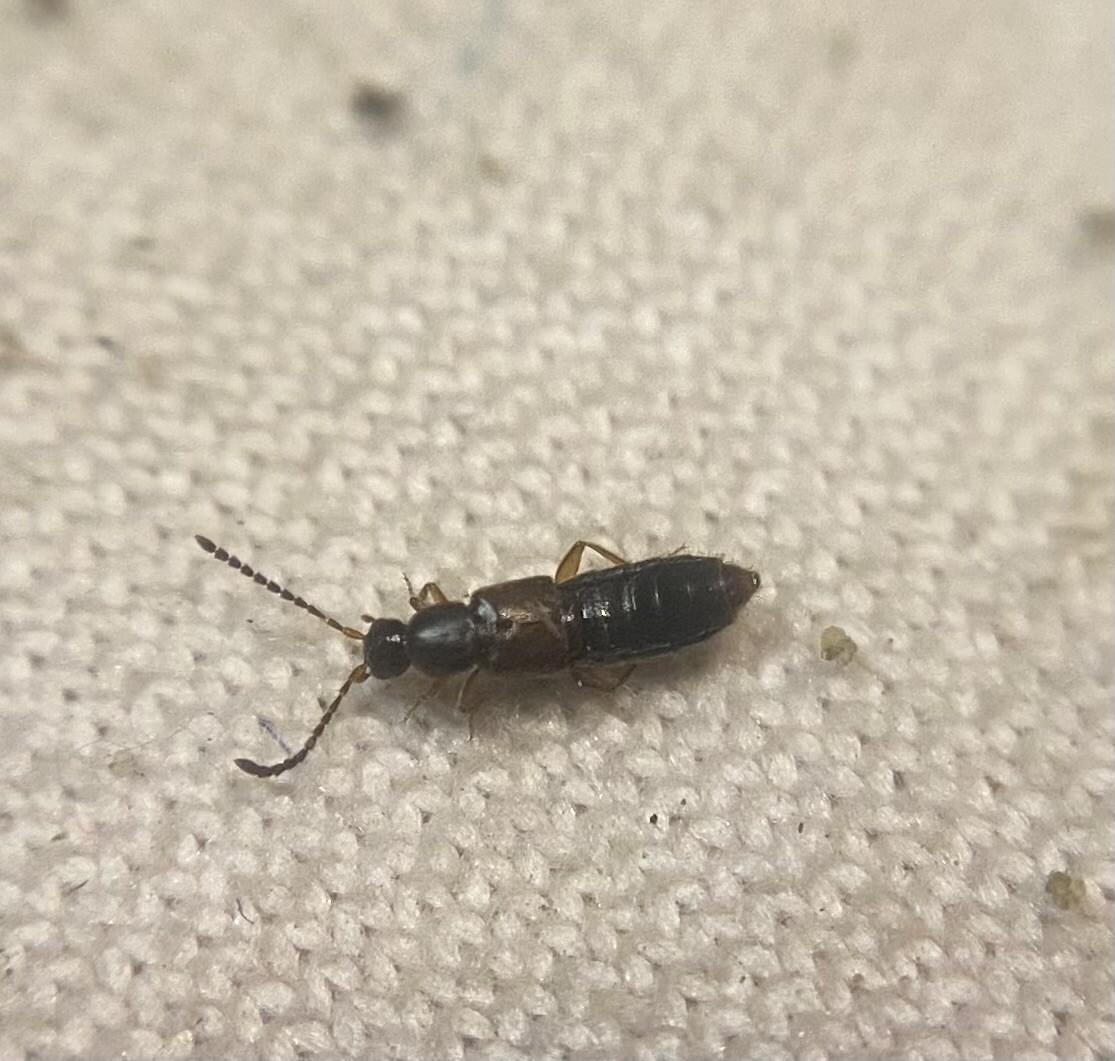 Aloconota languida - nyurga humuszholyva