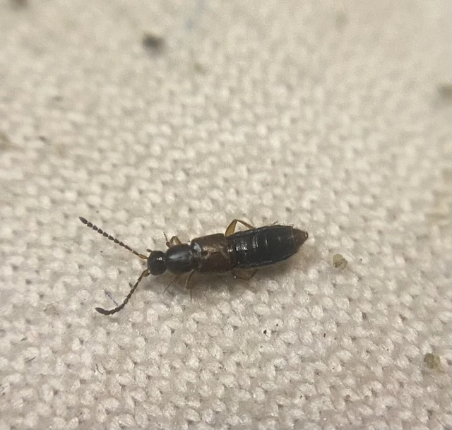 Aloconota languida - nyurga humuszholyva