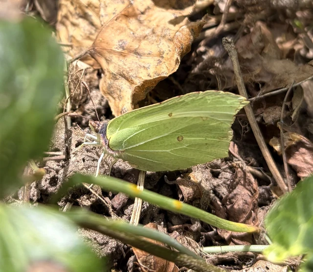 Gonepteryx rhamni - citromlepke