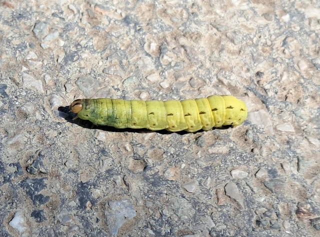 Noctua pronuba - nagy sárgafűbagoly