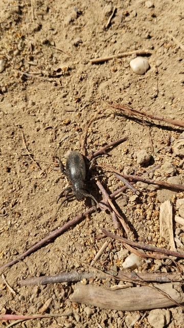 Dorcadion aethiops - fekete gyalogcincér