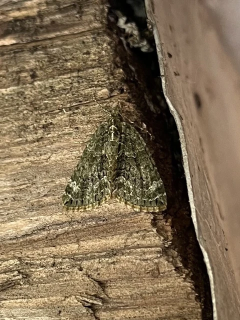 Chloroclysta siterata - salátazöld araszoló