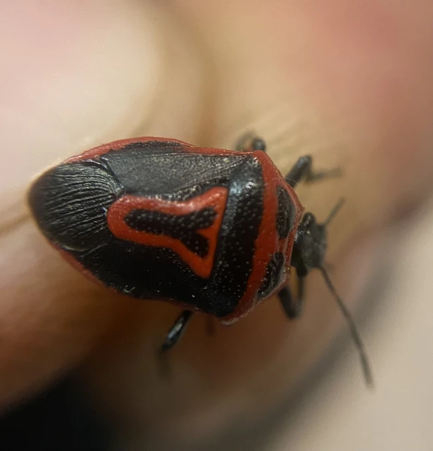 Perillus bioculatus