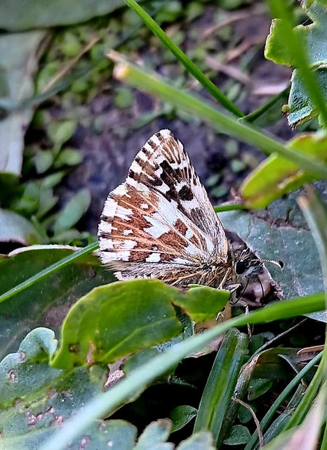 Pyrgus malvae - kis busalepke