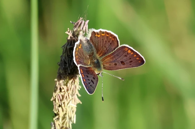 Lycaena tityrus - barna tűzlepke
