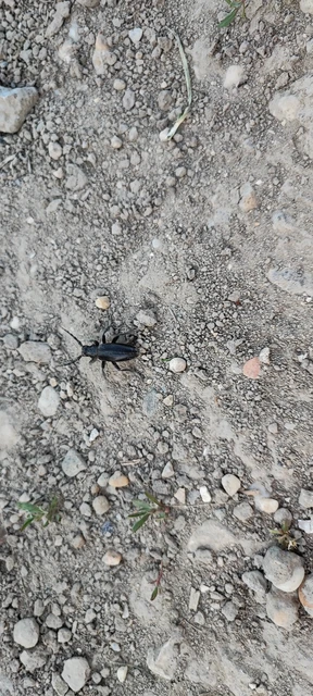 Dorcadion aethiops - fekete gyalogcincér