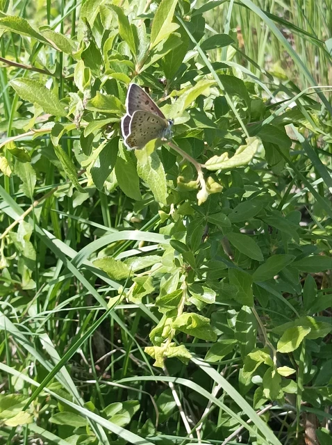 Lycaena tityrus - barna tűzlepke