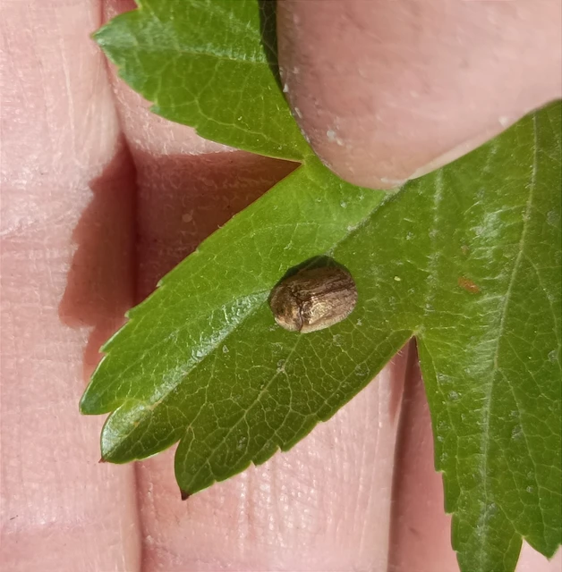 Hypocassida