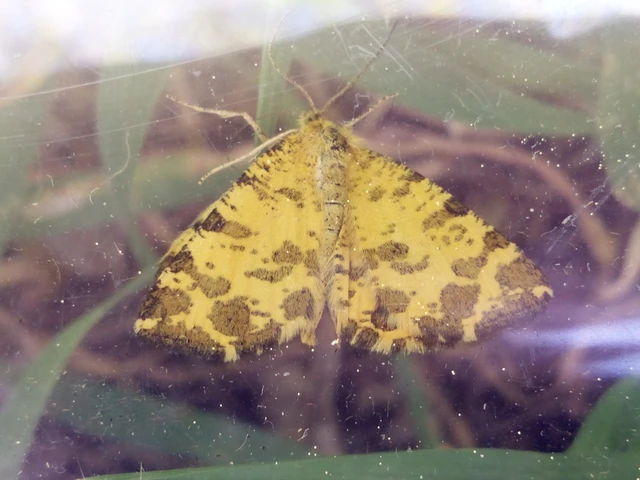 Pseudopanthera macularia - párducfoltos araszoló