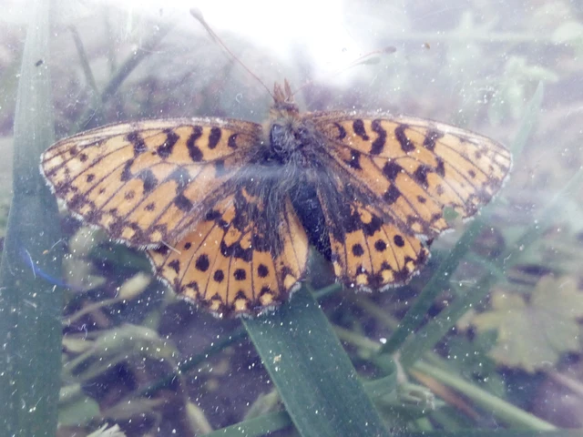 Boloria dia - kis gyöngyházlepke
