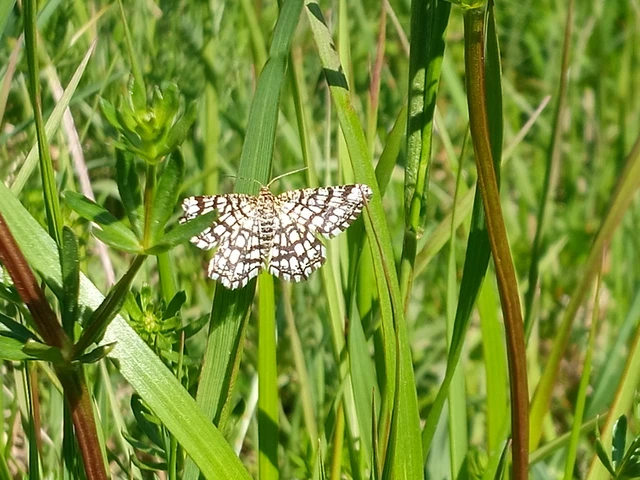 Chiasmia clathrata - rácsos rétiaraszoló