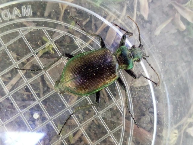 Calosoma inquisitor - kis bábrabló