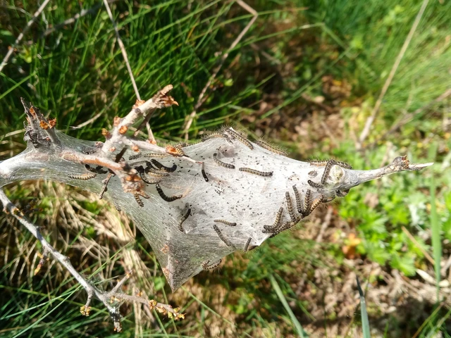 Eriogaster lanestris - tavaszi gyapjasszövő