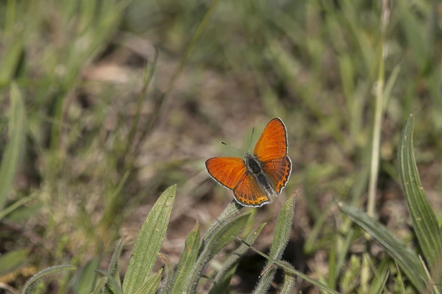 Lycaena thersamon - kis tűzlepke