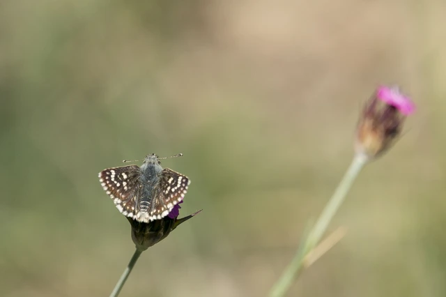 Spialia orbifer - törpe busalepke