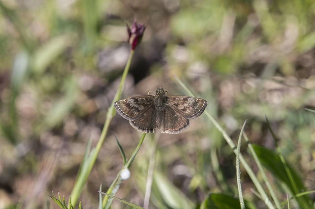 Erynnis tages - cigánylepke