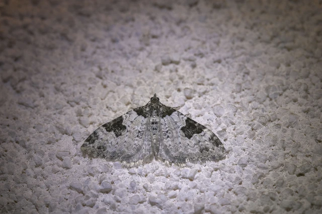 Xanthorhoe fluctuata - közönséges tarkaaraszoló