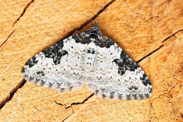 Xanthorhoe fluctuata - közönséges tarkaaraszoló