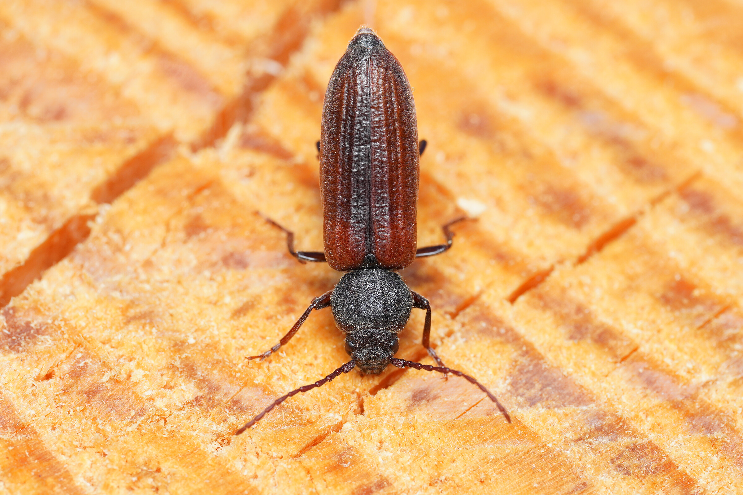 Asemum striatum - komor fenyőcincér