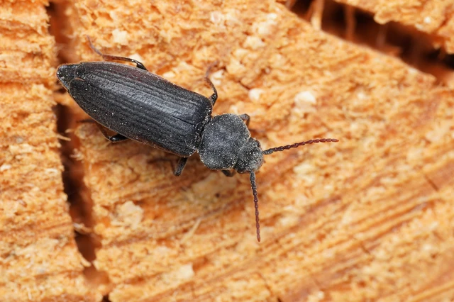 Asemum striatum - komor fenyőcincér