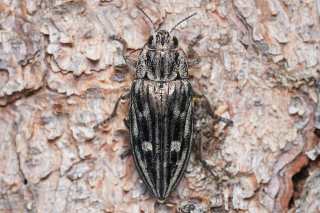 Chalcophora mariana - nagy fenyvesdíszbogár