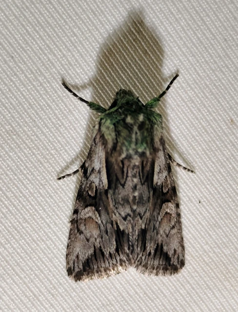Chloantha hyperici - orbáncfű-sugarasbagoly