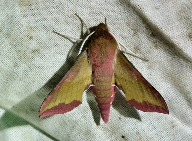 Deilephila porcellus - piros szender