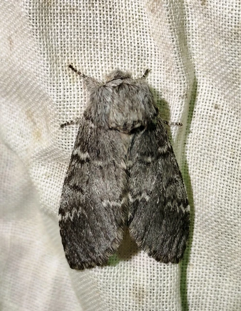 Drymonia ruficornis - cserfa-púposszövő