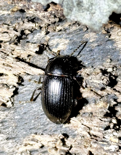 Nalassus dermestoides - rövidszárnyú gyászbogár