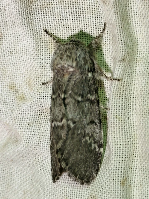 Drymonia ruficornis - cserfa-púposszövő