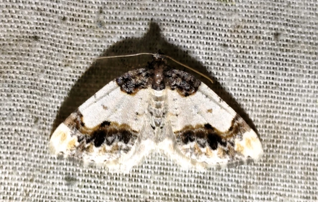 Ligdia adustata - barna levélaraszoló