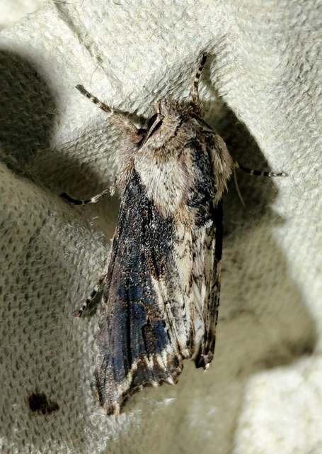 Egira conspicillaris - változékony szürkebagoly