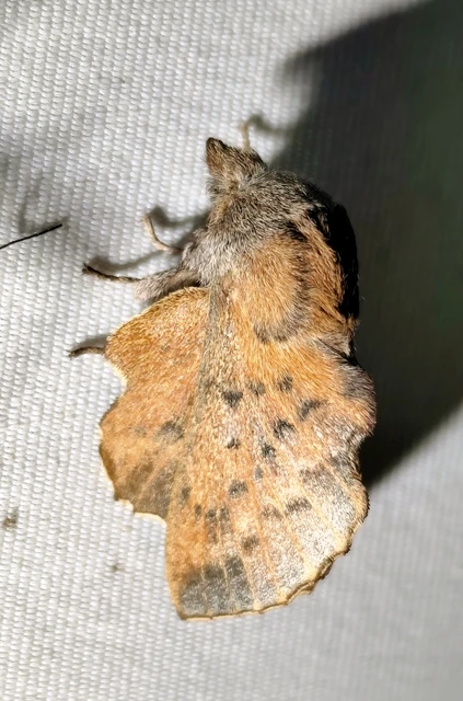 Phyllodesma tremulifolia - nyárlevélpohók