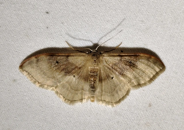 Idaea degeneraria - barnasávos araszoló