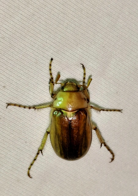 Rhizotrogus aestivus - tavaszvégi cserebogár