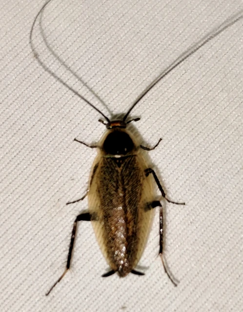Blattodea - Csótányok Blattodea - Csótányok
