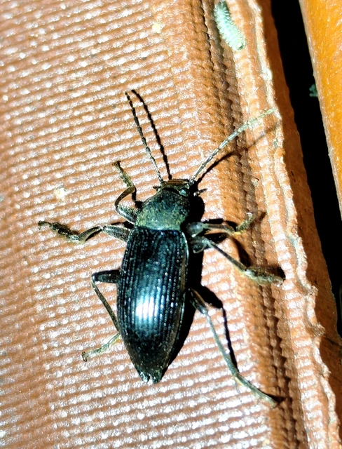 Stenomax aeneus - bronzos gyászbogár Stenomax aeneus - bronzos gyászbogár