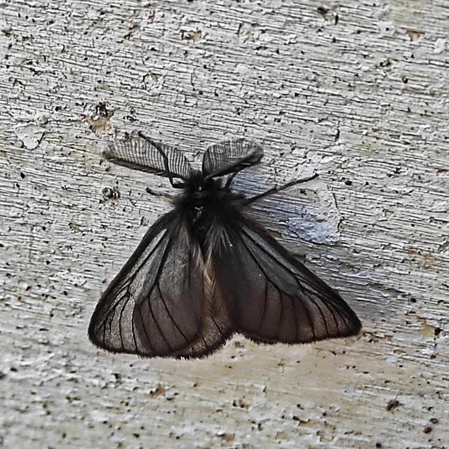 Pentophera morio - réti gyapjaslepke