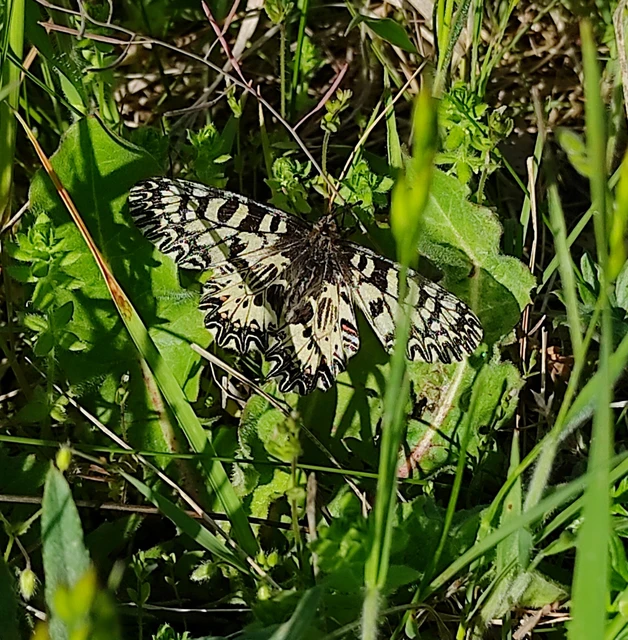 Zerynthia polyxena - farkasalmalepke