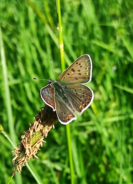 Lycaena tityrus - barna tűzlepke
