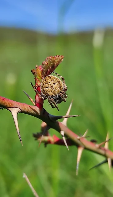 Agalenatea redii - széles keresztespók